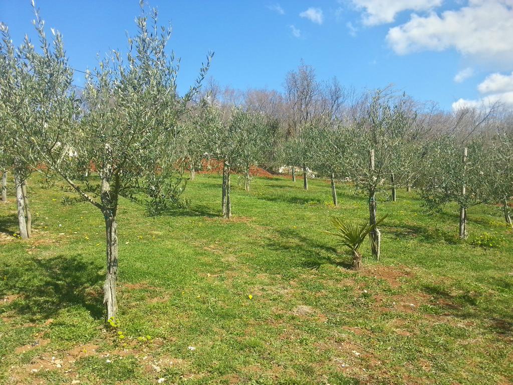 Villa Lara Karojba Szoba fotó